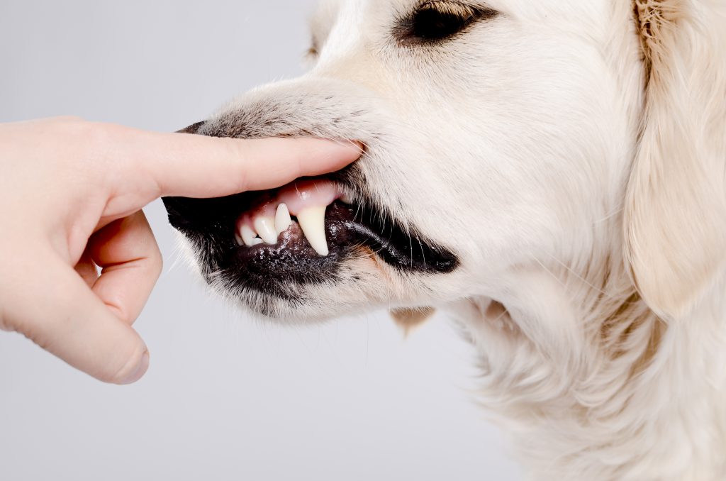 Checking dog teeth